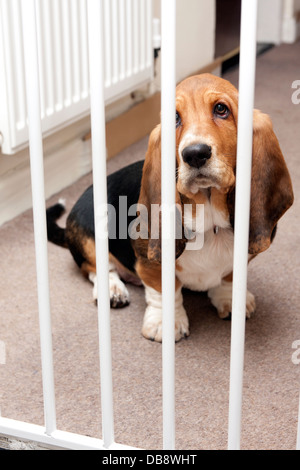 Bassett hound cucciolo dietro la porta di sicurezza Foto Stock