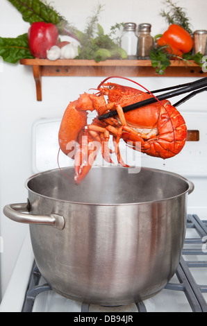 Una aragosta cotta che viene sollevato da una pentola in cucina. Foto Stock