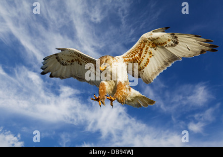 Grande Falco ferruginosa in modalità di attacco con il blu del cielo Foto Stock