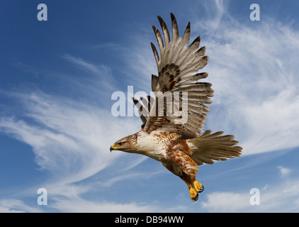 Grande Falco ferruginosa in volo con cielo blu sullo sfondo Foto Stock