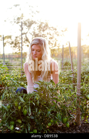 Venti-qualcosa di donna in una vigna al tramonto. Foto Stock