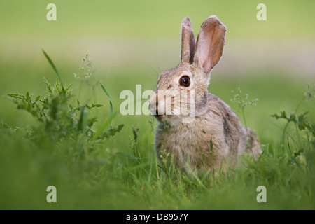 Un coniglio selvatico il pascolo in erba verde e cardi Foto Stock