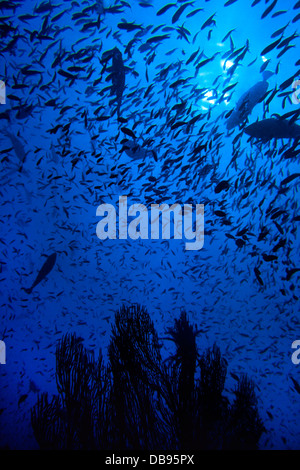 Scuole colorate di pesci tropicali, SOFT CORAL e Coral reef tropicali nelle acque del Pacifico - Yasawa Islands, Isole Figi Foto Stock