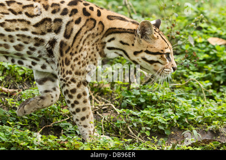 Vista ravvicinata di un ocelot che attraversa un fitto sottobosco verde. Il gatto selvatico mostra il suo caratteristico motivo a strisce e macchie in sfumature di abbronzatura, marrone e nero. La sua testa lo è Foto Stock