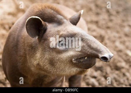Un primo piano di un tapir in piedi su un terreno fangoso. La testa e la parte superiore del corpo dell'animale sono a fuoco, mostrando la sua pelliccia marrone scuro, le grandi orecchie arrotondate con bordi bianchi, i piccoli occhi scuri e un lungo Foto Stock
