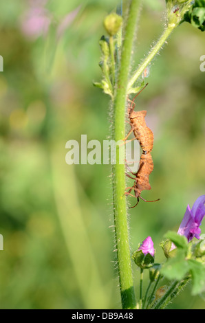 Accoppiamento bug Dock Foto Stock