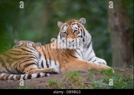 Tigre Siberiana (Panthera tigris altaica), noto anche come la tigre di Amur Foto Stock