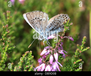 Alcon Blue Butterfly (Phengaris alcon) foraggio su cross-lasciava heath Foto Stock