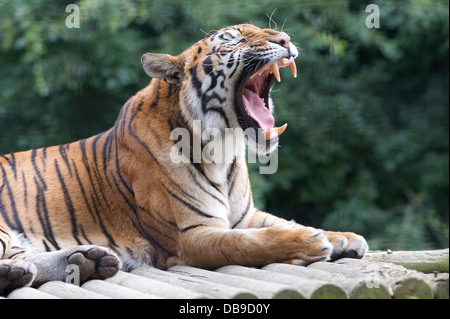 Tigre Siberiana (Panthera tigris altaica), noto anche come una tigre di Amur Foto Stock