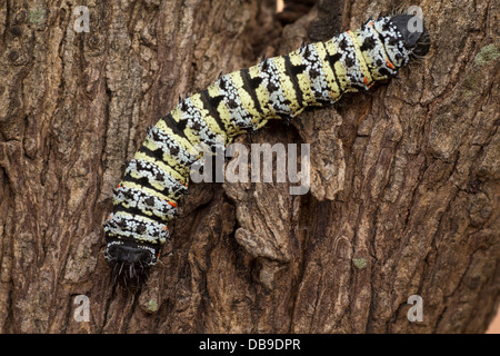 Verme di Mopane Foto Stock