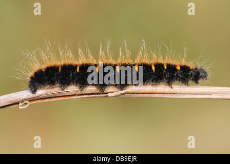 Fox Moth Caterpillar (Macrothylacia rubi) su e in inglese heath Foto Stock