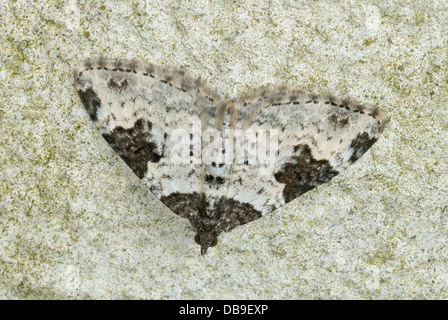 Tappeto giardino tarma (Xanthorhoe fluctuata) Foto Stock