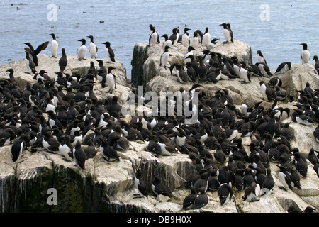 Guillemot colonia di allevamento sul farne interna Foto Stock