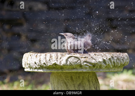 I capretti Starling Sturnus vulgaris di balneazione in un bagno di uccello in clima caldo Foto Stock