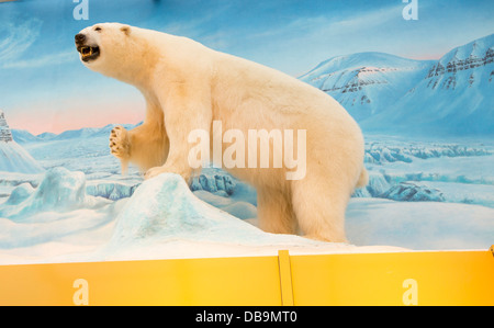 Un ripieno a base di Orso Polare presso il negozio Coop a Longyearbyen su Spitsbergen, Svalbard. Foto Stock