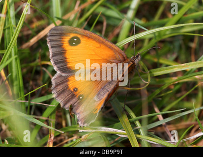 Macro di un Gatekeeper o Hedge marrone (farfalla Pyronia tithonus) in posa con ali semi-aperto Foto Stock