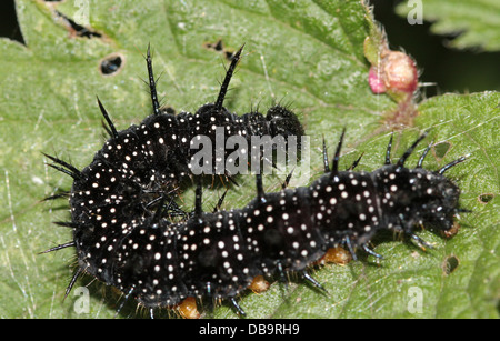 Nero e pungenti di Caterpillar common farfalla pavone (Inachis io) - 12 immagini in serie Foto Stock