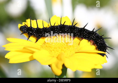 Nero e pungenti di Caterpillar common farfalla pavone (Inachis io) - 12 immagini in serie Foto Stock