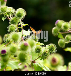 A Betchworth, Surrey, Regno Unito. Il 26 luglio 2013. Una virgola Butterfly poggia su una foglia di bardana in una zona umida prateria sulle rive del Fiume Mole a Betchworth, Surrey venerdì 26 luglio 2013. Credito: Foto di Lindsay Constable /Alamy Live News Foto Stock