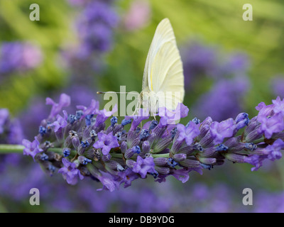 White Butterfly Sarcococca Rapae bere il nettare da un fiore di lavanda. Breda, Paesi Bassi Foto Stock