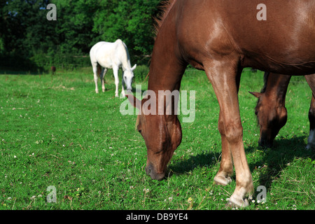 Due cavalli pascolano sul prato. Germania, Europa Foto Stock