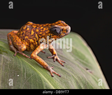 Tropical veleno rana freccia dalla foresta amazzonica in Ecuador animali velenosi Foto Stock