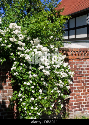 Rose di fronte a una casa in legno e muratura Foto Stock