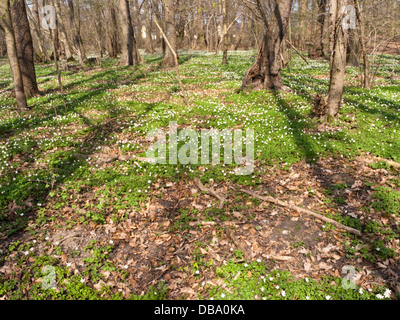 Legno (anemone Anemone nemorosa ,) Foto Stock