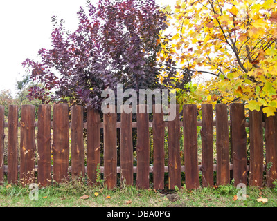 Fumo eurasiatica tree (Cotinus coggygria) e american tulip tree (liriodendron tulipifera) in corrispondenza di una recinzione di legno Foto Stock