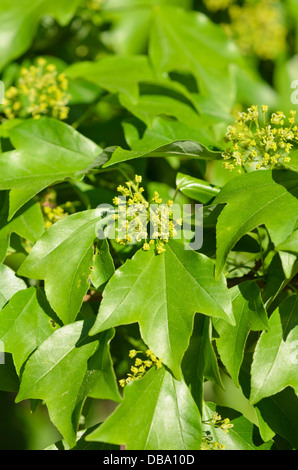 Acero trident (acer buergerianum) Foto Stock