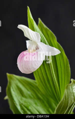 Appariscente pianella della Madonna orchidea (Cypripedium reginae) Foto Stock