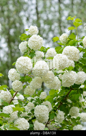 Viburno rose (viburnum opulus) Foto Stock