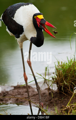 Sellati fatturati Stork alimentazione. Foto Stock