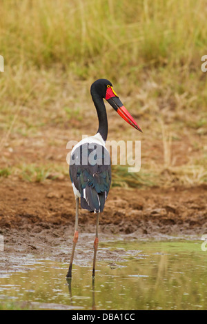 Sellati fatturati Stork presso il laghetto. Foto Stock