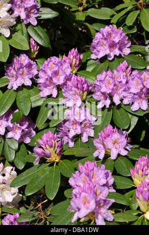 Catawba rododendri (Rhododendron catawbiense) Foto Stock