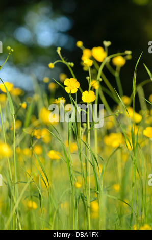 Prato buttercup (ranunculus acris) Foto Stock