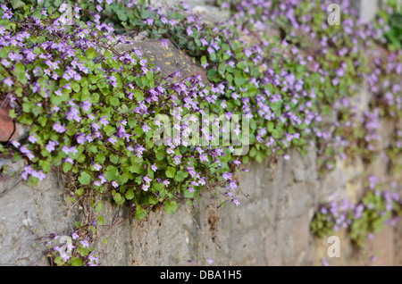 Edera-lasciava toadflax (cymbalaria muralis) Foto Stock