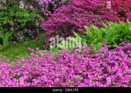 Azalee (Rhododendron) e struzzo fern (Matteuccia struthiopteris) Foto Stock