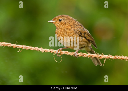 I capretti Robin on hop lo spago Foto Stock