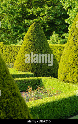 Common yew (Taxus baccata) Foto Stock