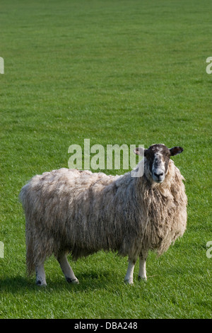 Scottish blackface pecore al pascolo a Dalton, Dumfries & Galloway, Scozia Foto Stock