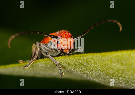 Un rosso milkweed beetle, Tetraopes tetrophthalmus, è un coleottero della famiglia Cerambycidae, feed su una foglia Milkweed,Lurie Garden. Foto Stock