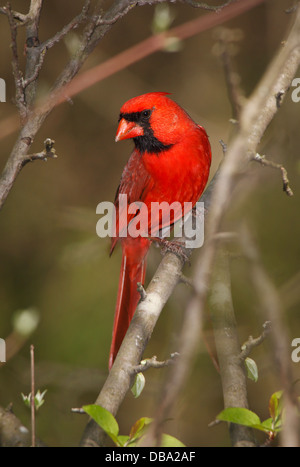 Un uccello rosso, il nord del Cardinale maschio incorniciato dai ramoscelli e rami, Cardinalis cardinalis Foto Stock
