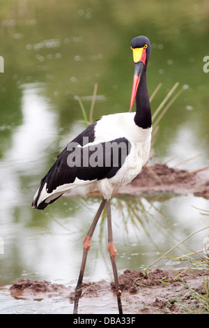 Sellati fatturati Stork in uno stagno. Foto Stock