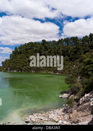 dh Wai o Tapu Thermal Wonderland WAIOTAPU ROTORUA NUOVA ZELANDA NZ Green Lake Ngakoro zolfo acqua Foto Stock