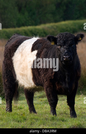 Giovani belted galloway mucca, Caerlaverock, Dumfries & Galloway, Scozia Foto Stock