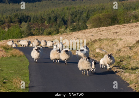 Gregge di pecore camminando giù sulla strada è sceso di Langhead, Dumfries & Galloway, Scozia Foto Stock