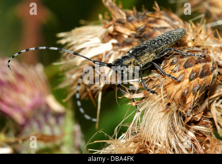 Close-up del golden-fiorì grigio longhorn beetle (Agapanthia villosoviridescens) Foto Stock