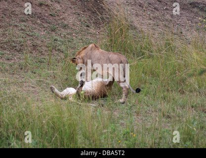 Due giovani leoni (panthero leo) giocando nell'erba. Una maschio e uno femmina Foto Stock