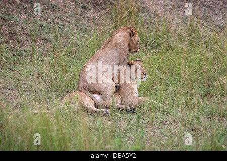 Due giovani leoni (panthero leo) giocando nell'erba. Una maschio e uno femmina Foto Stock